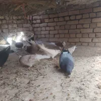 گنجه بر|پرنده|دلیجان, |دیوار