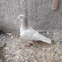 الماسی روشن دسه اولی