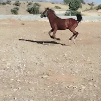 اسب نریان|اسب و تجهیزات اسبسواری|چیتاب, |دیوار