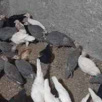 نیمچه مرغ شاخدار ۳ماهه