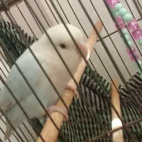 یک عدد طوطی برزیلی