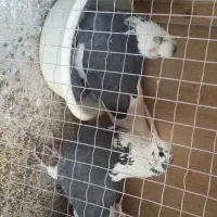 کفتر مایه انباری عتیقه چهار جفت یکجا|پرنده|تهران, قیطریه|دیوار