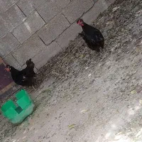 مرغ محلی سیاه