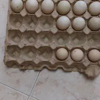 تخم اردک اسرائیلی و بوقلی و شاخدار|حیوانات مزرعه|رشت, چله خانه|دیوار