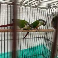 گرینچیک مولد