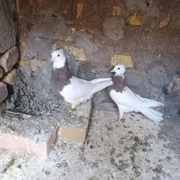 جفت طوقی|پرنده|رفسنجان, |دیوار