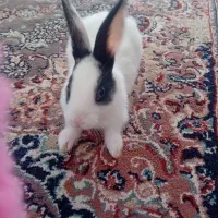 خرگوش خانگی