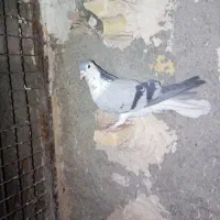 کفتر صیدوجفتگاه