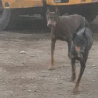 سگ دوبرمن
