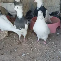 طوقی ماده|پرنده|بافق, |دیوار