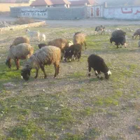 میش بره دار بز کهره دار