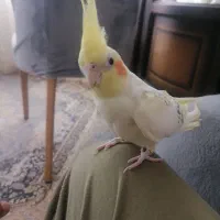 عروس هلندی جفت|پرنده|تاکستان, |دیوار