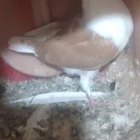 کفتر کبوتر دوکتی جوجه