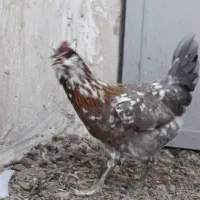 تخم نطفه دار گلین گیل لری|حیوانات مزرعه|کرج, شعبان‌آباد|دیوار