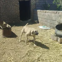 سگ گله و نگهبان