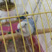 طوطی برزیلی نروماده