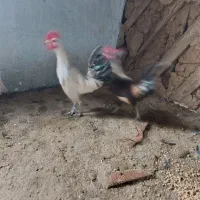 خروس چینی اصیل