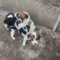 توله شکاری پیونترالمانی