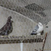 کفتر|پرنده|قم, حاج زینل|دیوار