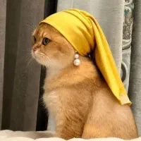 بچه گربه