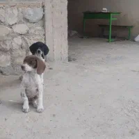 توله دنبلانی