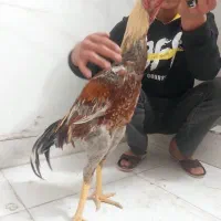 خوروس لاری اصیل