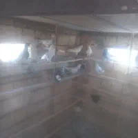 کفتر‌تضمینی‌درجه‌یک‌فروشی