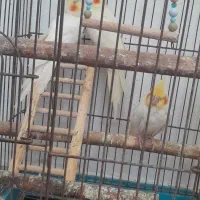 عروس هلندی|پرنده|کیش, |دیوار