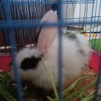 خرگوش مینیاتوری|موش و خرگوش|صومعه‌سرا, |دیوار