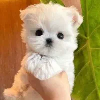 توله سگهای شیتزومالتیزعروسکی