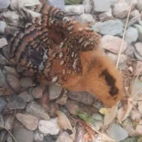 یک عدد جوجه رسمی ورنگی خوشگل ویکماهه