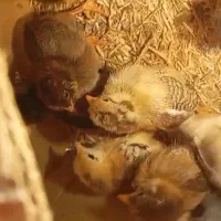 جوجه محلی سه هفته