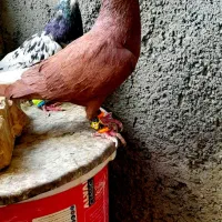 سوسکی زاغ سار پلنگ کرمونی دمسفیدشاخدارساده شیرازی|پرنده|تربتحیدریه, یحیی آباد|دیوار