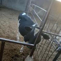سه راس جونه