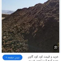 گود گاوی