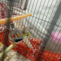 فنچ با جوجه