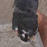 کبوتر ماده دمسیاه|پرنده|بهبهان, |دیوار