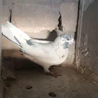 کفتر پرشی|پرنده|قم, حنیف نژاد|دیوار