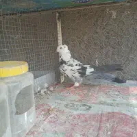 کبوتر اصفهانی ..جفت کن