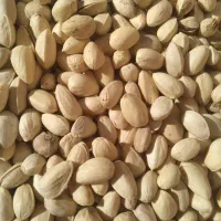 پسته دهن بستاحمد اقایی