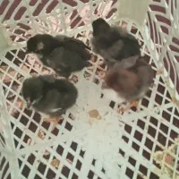 جوجه گلین اصل چهل تاج ریشو