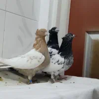 9 عدد کبوتر پرشی تیپ گرد بضمانت|پرنده|سنندج, |دیوار