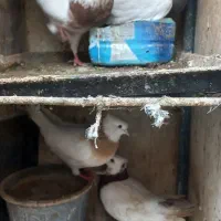 کبوترهای سالم برای خودم جاندارم