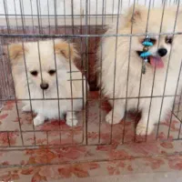 تعدادی توله پامر