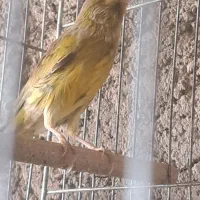 قناری|پرنده|کرمان, |دیوار