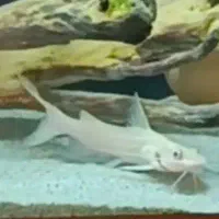 ردتیل پلاتینیوم البینو 20سانت