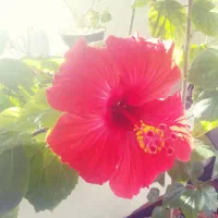 گل ختمی چینی طبیعی (کادویی)