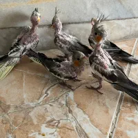 جوجه عروس هلندی