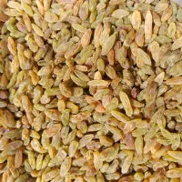 کشمش سبز قلمی کاشمر|عمده‌فروشی|یزد, |دیوار