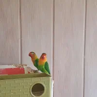 جفت مولد طوطی کوتوله بریزلی